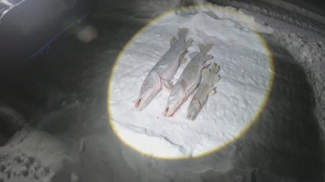 отличная щука на жерлицу/из архива/