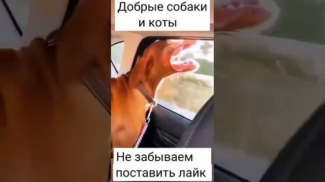 Лохматики