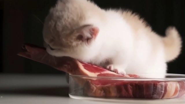 Котенок и кусок мяса