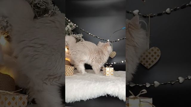 Шикарная британская куколка су12