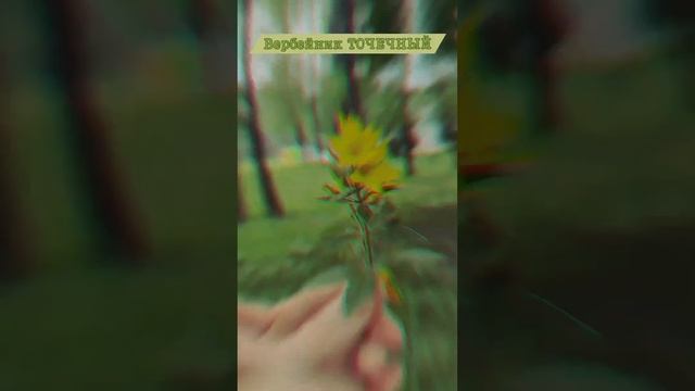 САЖАЮ ЕГО КАЖДЫЙ ГОД