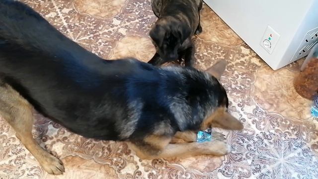 VID_20241203_113242.mp4