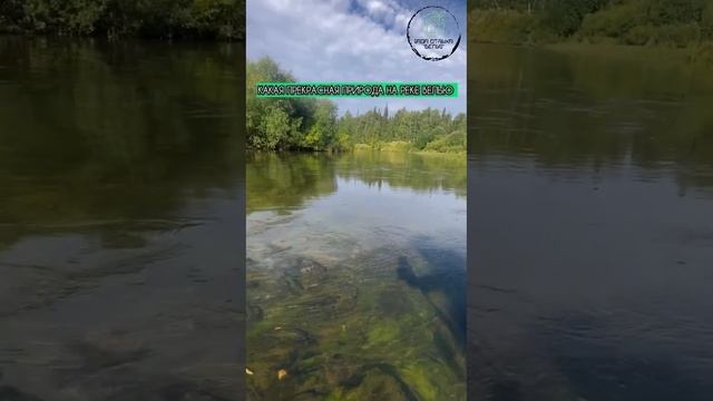 Природа на реке Велью