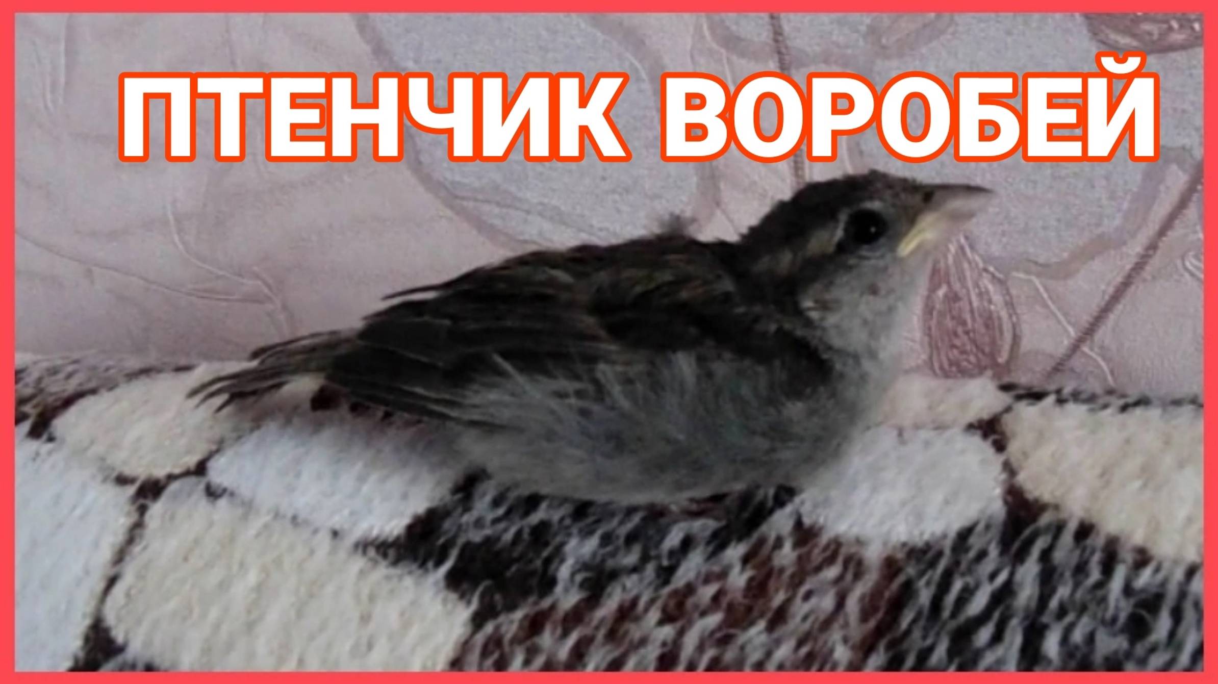 У Птенца Воробья есть любимый пледик