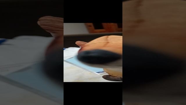 бедный котик