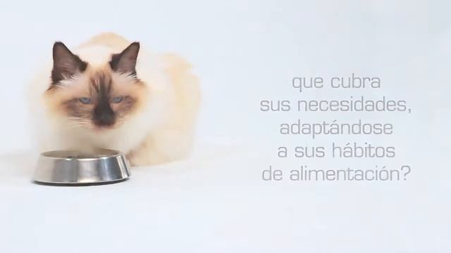 Alimentos húmedos para gatos   Royal Canin Nutrición