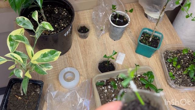 Прививка на очень молодой подвой-мой эксперимент