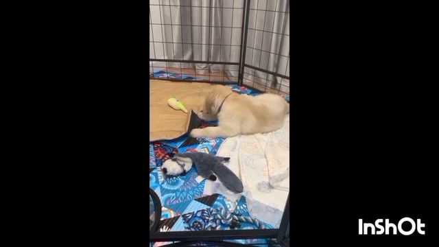 "МОЙ ЗОЛОТИСТЫЙ ДРУЖОК!"
П Е С Н Я на стихи
Сергея Созинова