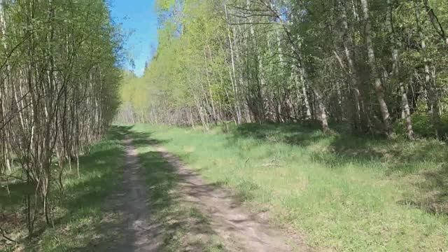 Прогулка по лесу на севере Подмосковья 1 мая 2024