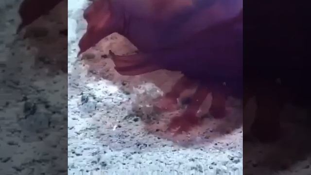 Безголовая рыба-курица-пришелец.