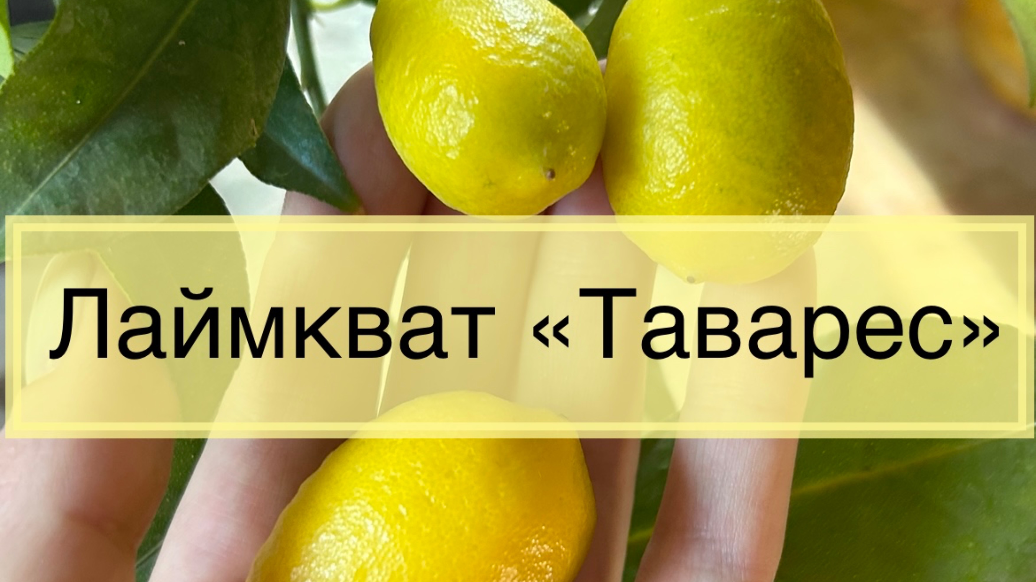 Лаймкват «таварес»