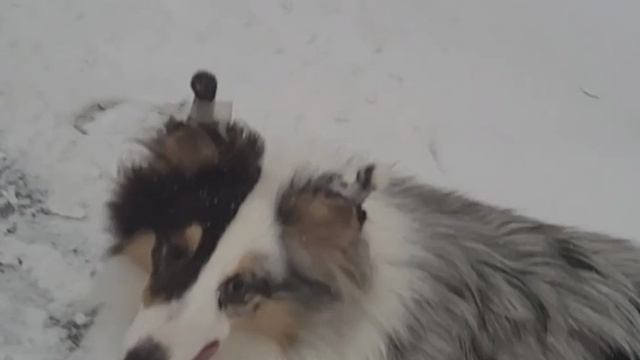 Снег и шелти