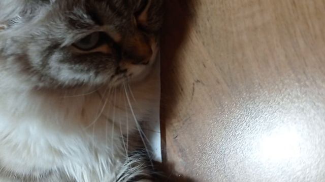как узнать здорова кошка или нет