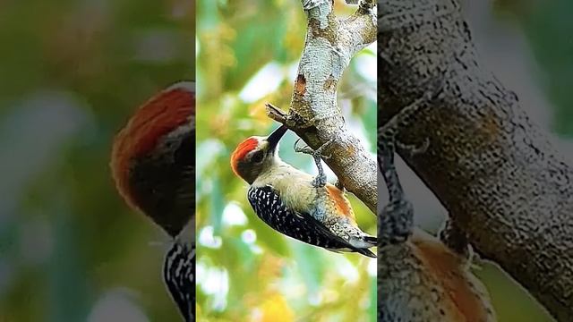#natur #naturalbeauty# #lovelyBird#wildlife #❤️❤️❤️#amzing #animallover