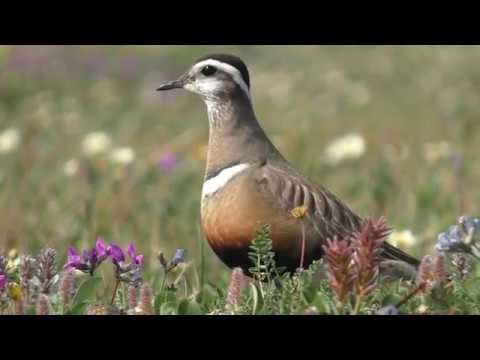 Хрустан. Dotterel. Eudromias morinellus