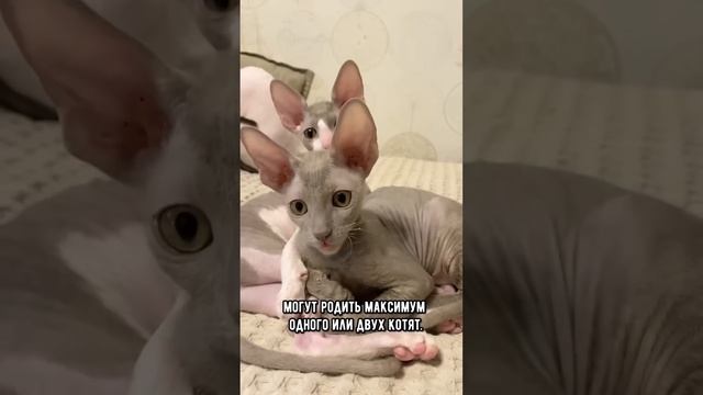 Сколько котят может родить кошка за один раз
