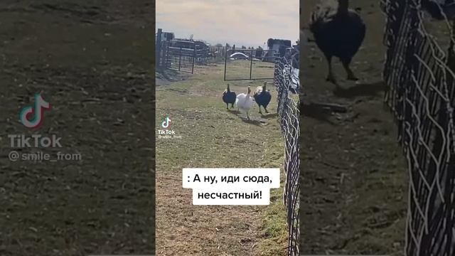 #смешинки