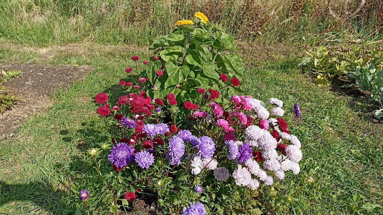 Дача 8.08.2021.  Учимся огородничать заново.