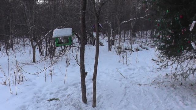 В зимнем лесу белки бегают, птицы сидят на ветках деревьев. Музыка к видео сгенерировала нейросеть.