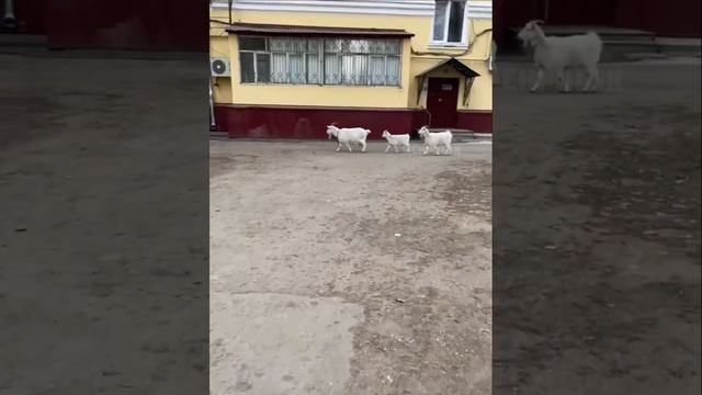 Путешествие продолжается. Козы уже во дворе на Карла Маркса, 33/2. #ульяновская_область