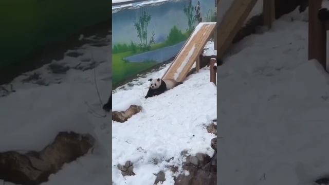 ОХ, КАКАЯ МИЛОТА! 1000037370.mp4