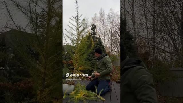 Обрезаем лиственницу с Андреем Дарусенковым.