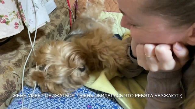 Вот такая стрижка получилась / Собачки умеют обижаться 30 декабря 2020 г.