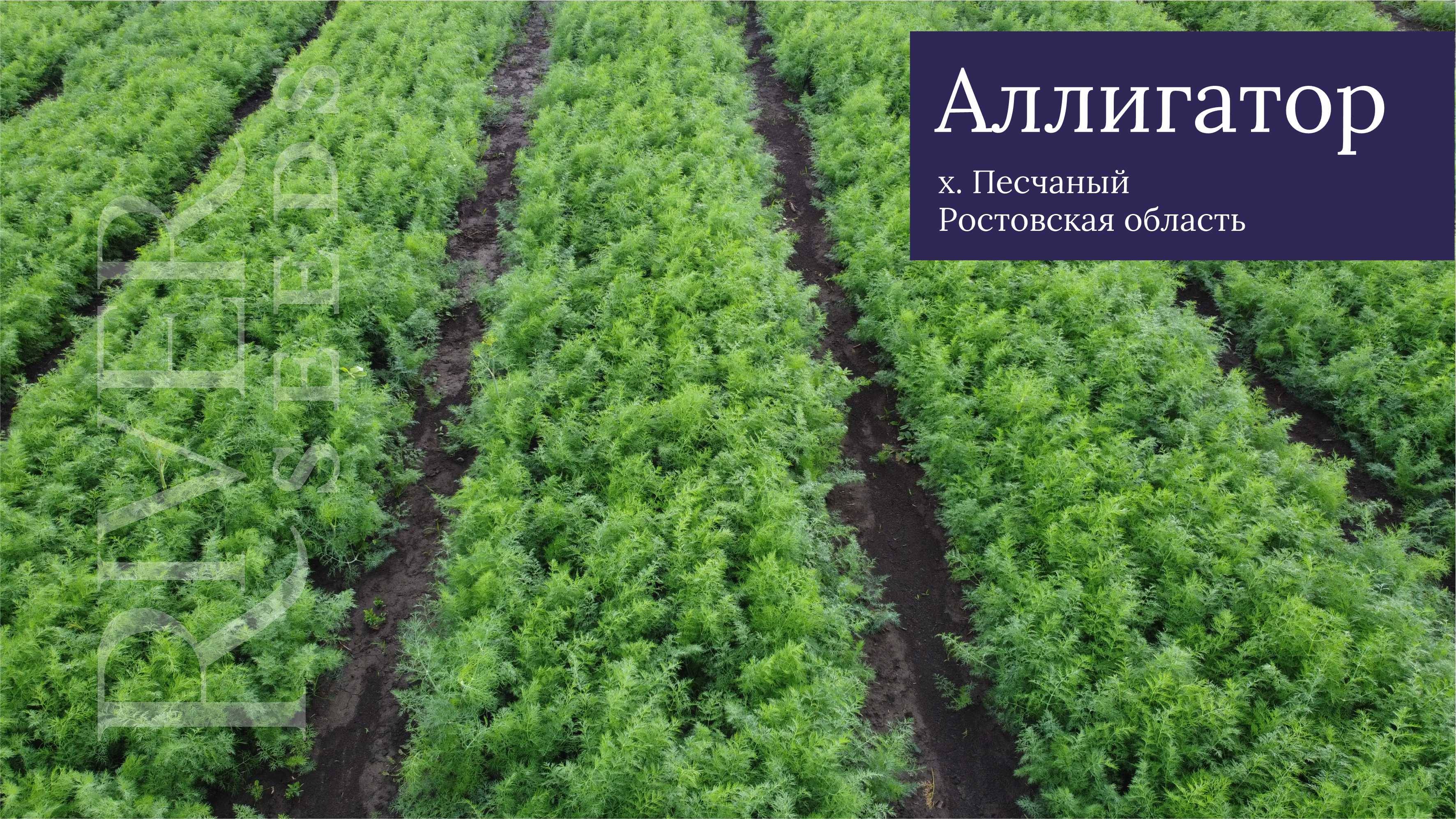 Укроп Аллигатор от компании River Seeds