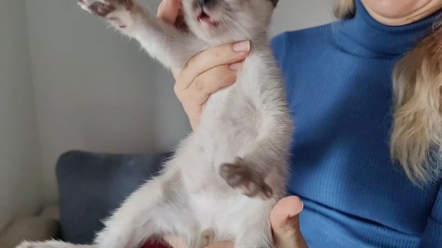 Знакомство с котятами. Космос Сапфир Меколь