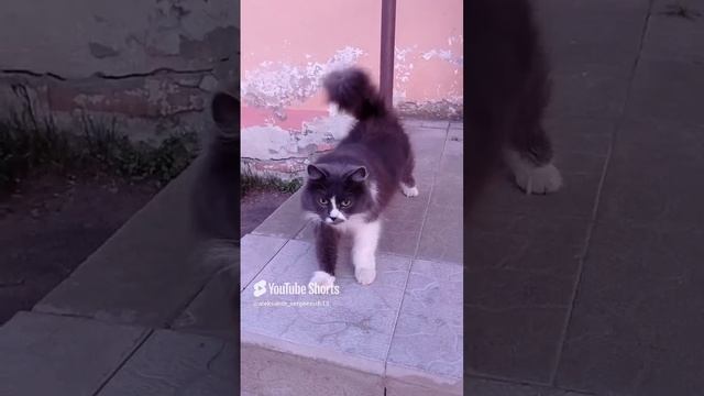 Кошка милашка у местного магазина