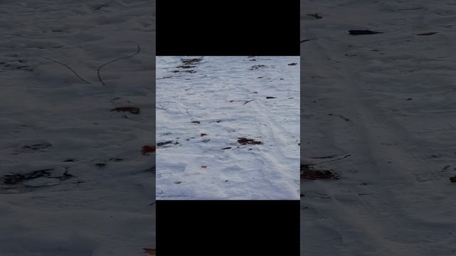 битва снеговика и Якура