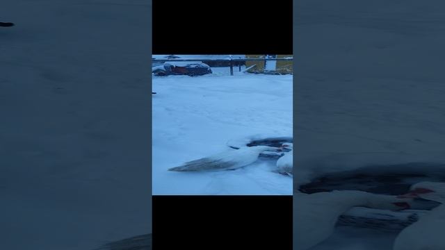 Снег ❄ ветер 💨 утки 🦆 гуси 🪿 принимают ванну. Кошечка Лапа не даст соврать☝