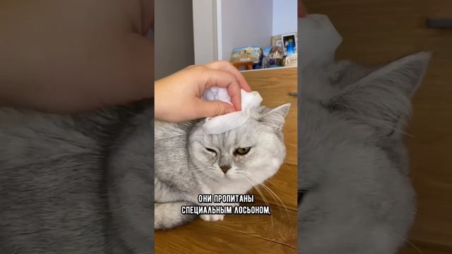 Самый быстрый и простой способ помыть кота