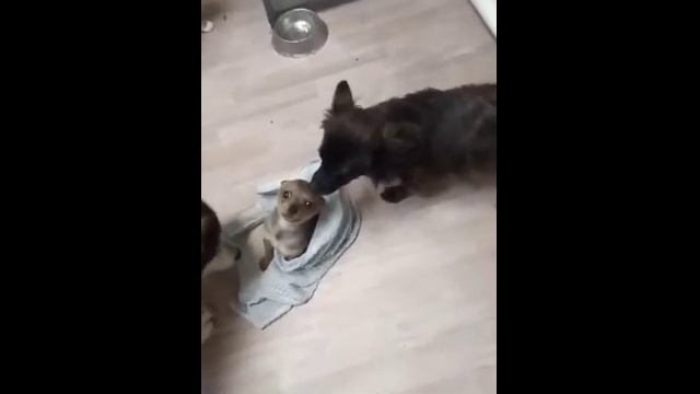 Маленькую собачку встречают другие животные