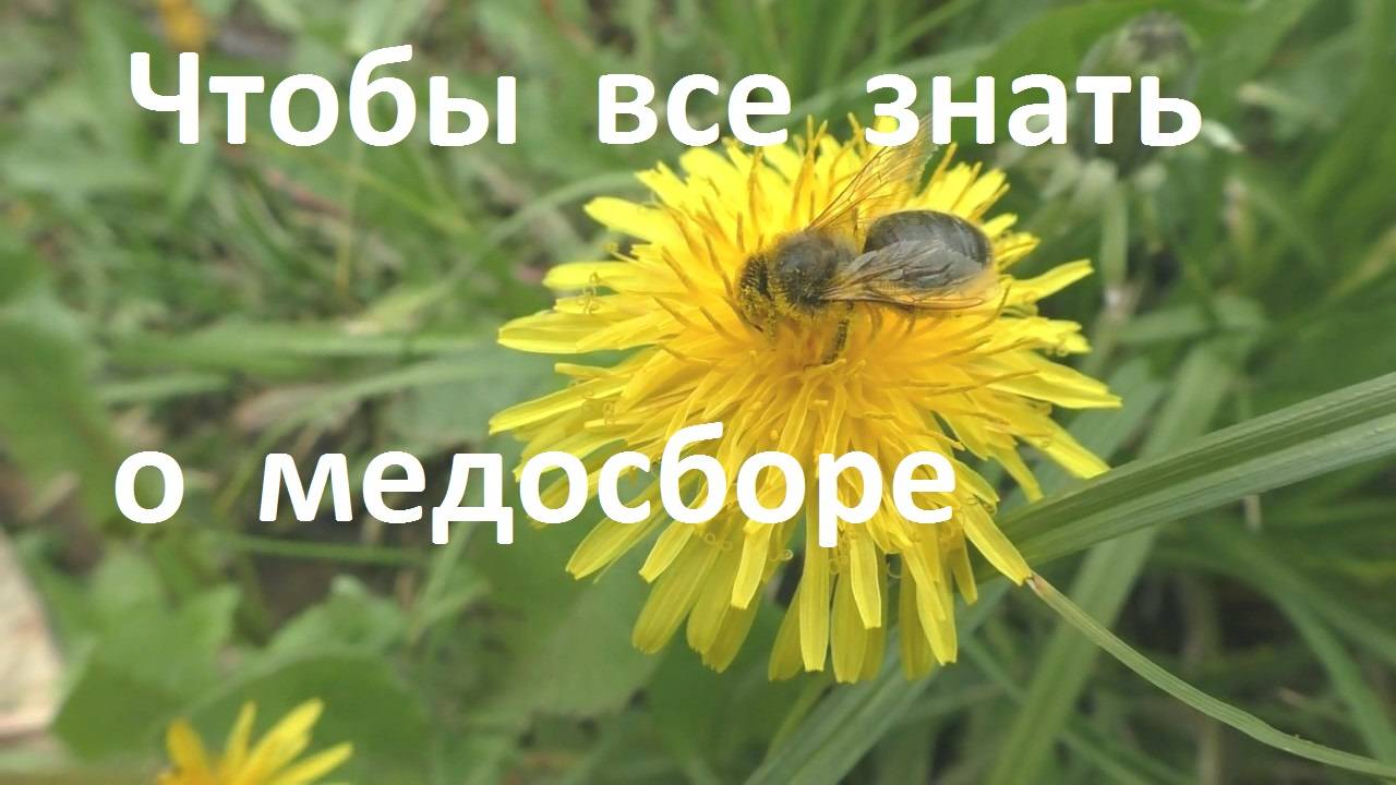 Почему так взвешиваю контрольный улей