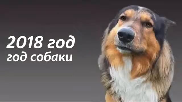 2018 год год собаки