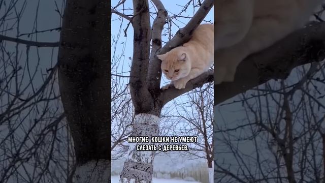 Эти факты про котиков ты мог не знать