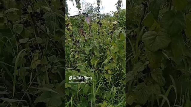 Черная смородина готова к сбору, почти)