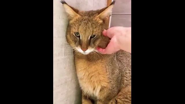 Потрогали камышового кота за нос