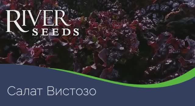 Листовой салат Вистозо от компании River Seeds