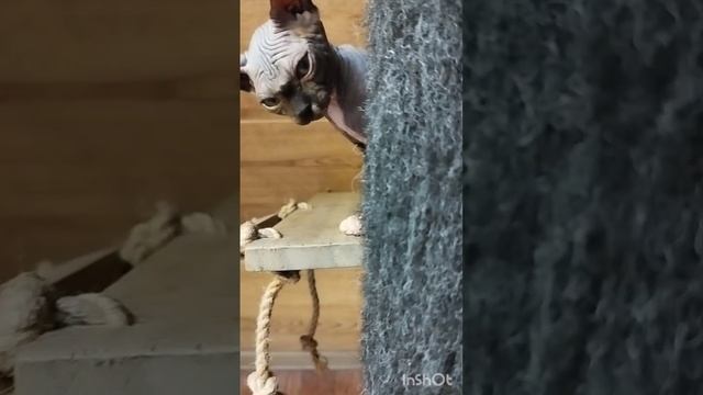Наш питомник🐱🐱🐱🐱