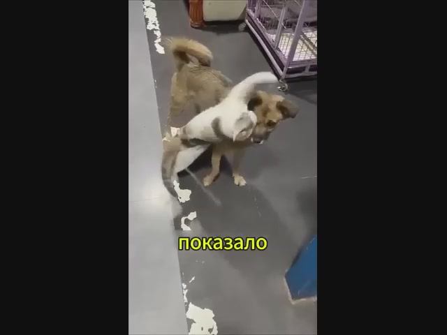 Кот очень любит свою собаку