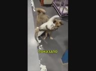 Кот очень любит свою собаку