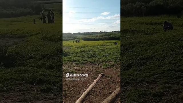 На моей полянке пастбище уже устраивают фотосессии)
