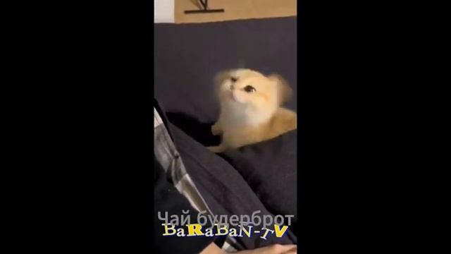 Булочка с сосискою, но это комфорт