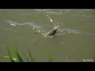 Ловля карася на флэт фидер, Flat Feeder, Марьянские пруды, рыбалка