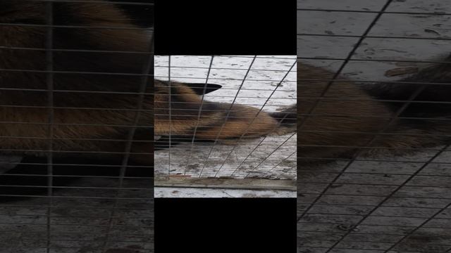 Красивая лиса