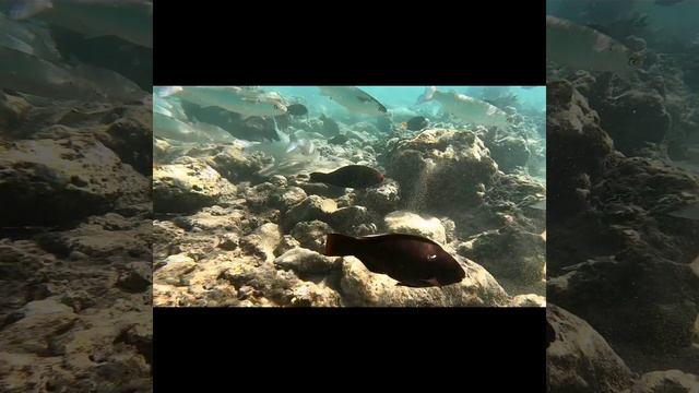 InShot_20241120_155912584.mp4