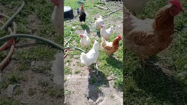 Утром меня встречает куриная бригада