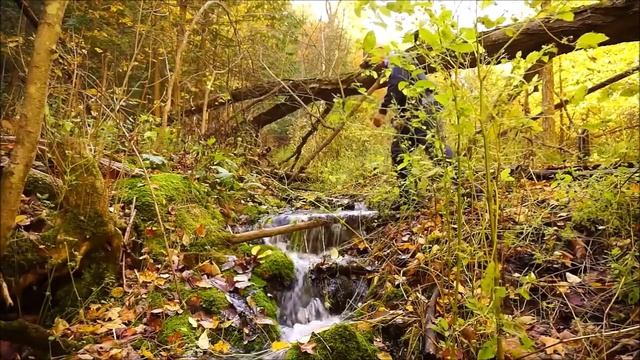 Я вновь в стране чудес